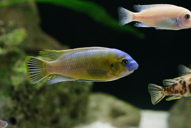 Labeotropheus fuelleborni 'Katale Island'